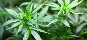 Medical Marijuana Legislation