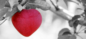 kidney transplant icon heart shaped apple