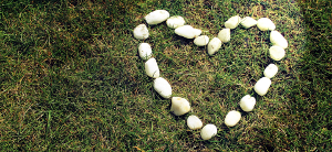 Kidney Transplant icon heart shape on grass