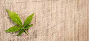 medical marijuana update icon marijuana leaf on canvas