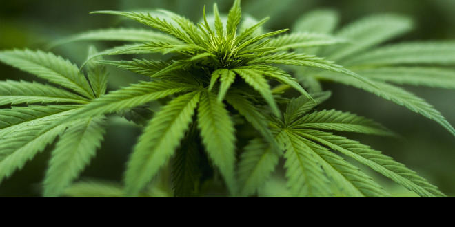 medical cannabis icon marijuana plant